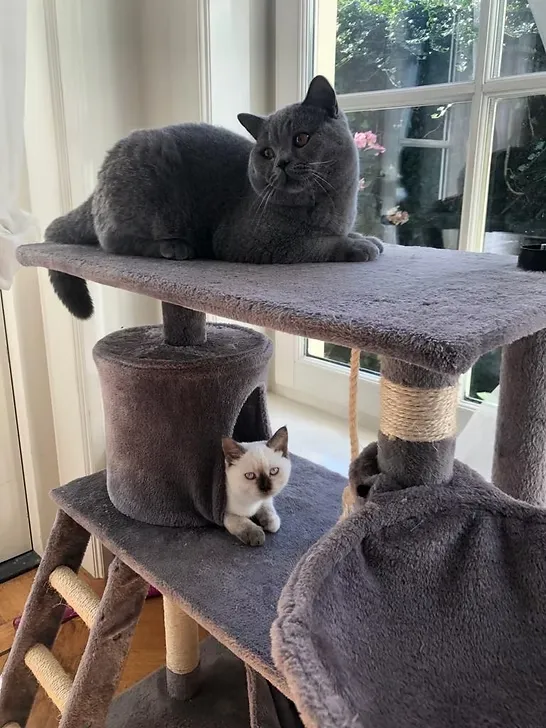 House Of Ra family with cat