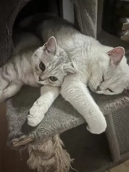 House Of Ra cat portrait