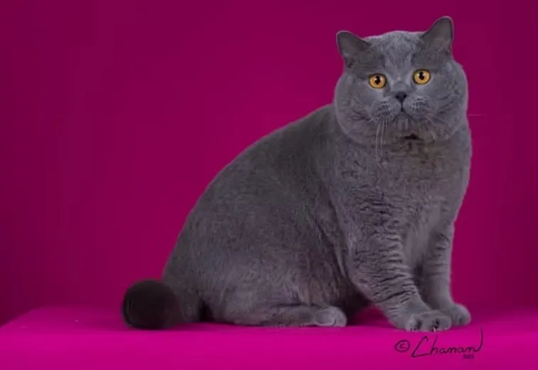 House Of Ra cat portrait