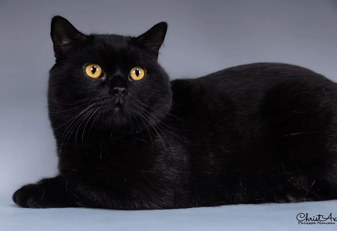 House Of Ra cattery cat