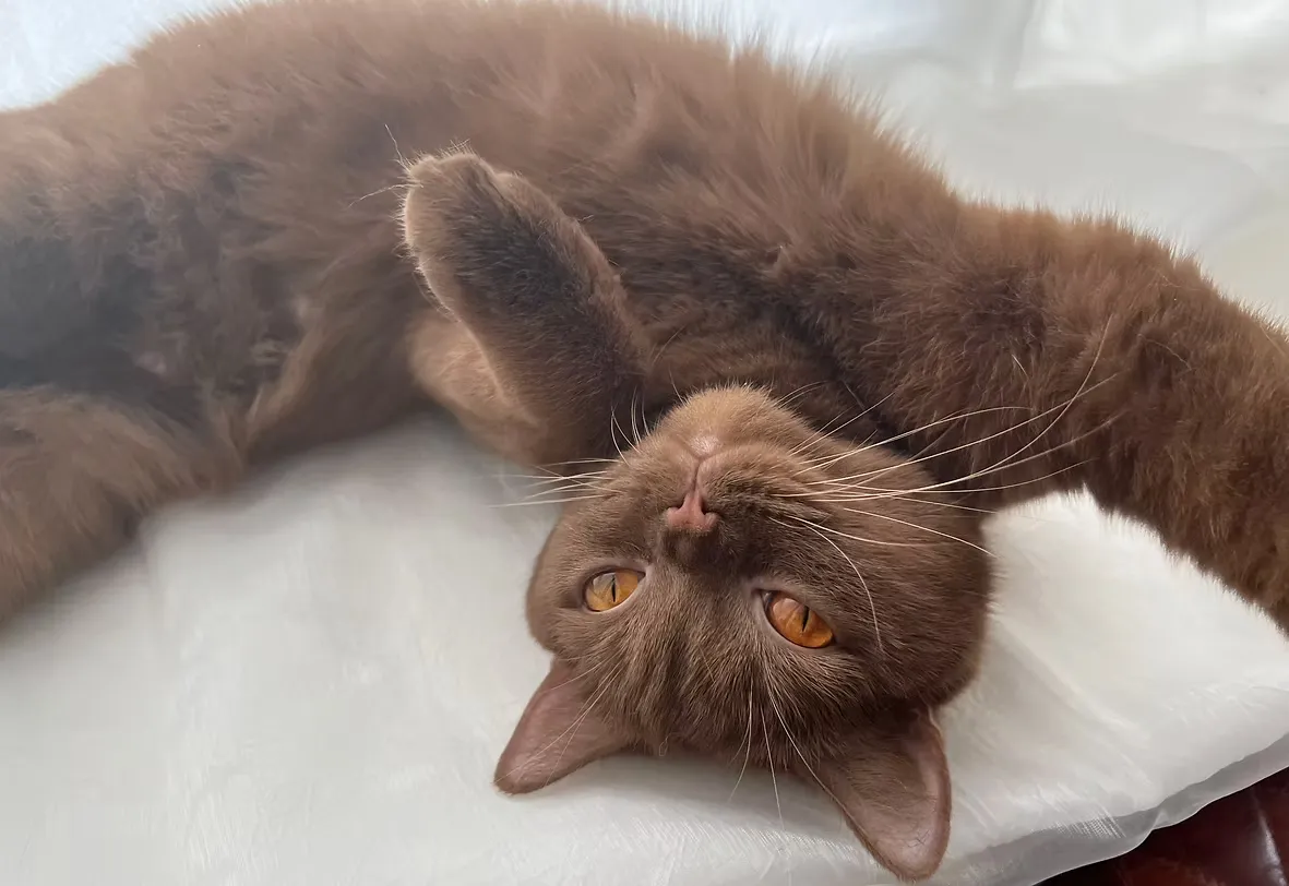 House Of Ra British Shorthair