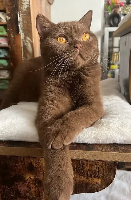 House Of Ra International Champion Cleopatra DM