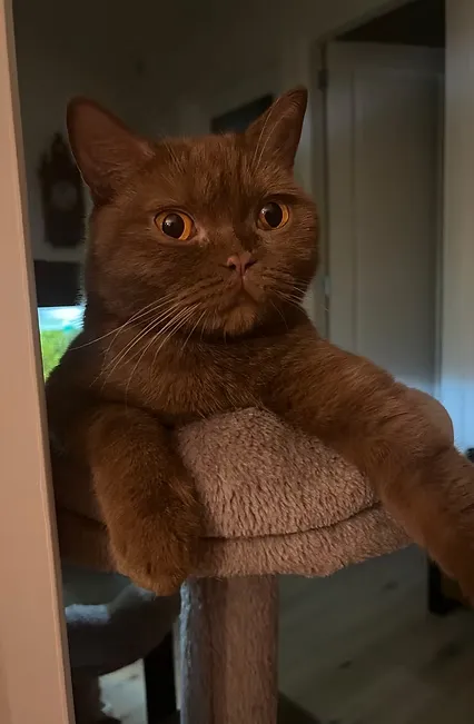 House Of Ra International Champion Cleopatra DM