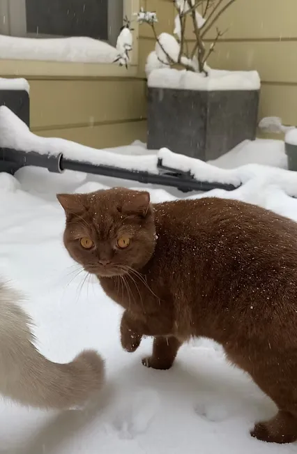 House Of Ra International Champion Cleopatra DM