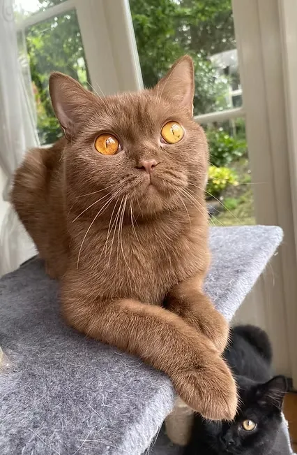 House Of Ra International Champion Cleopatra DM