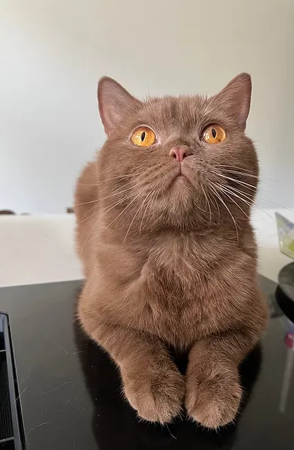 House Of Ra International Champion Cleopatra DM