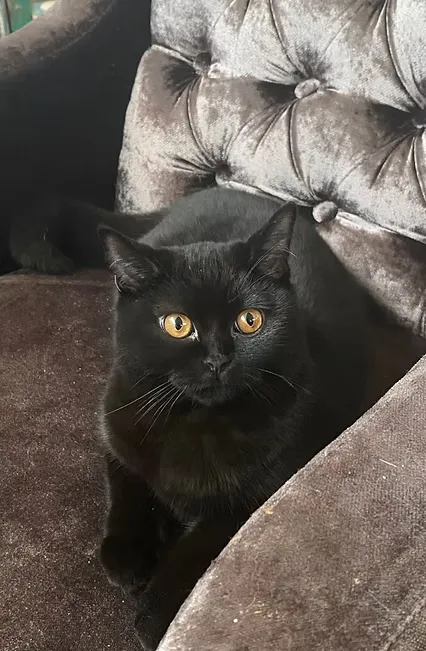 House Of Ra NW24 Supreme Champion Amandine