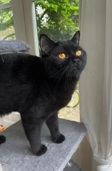 House Of Ra NW24 Supreme Champion Amandine