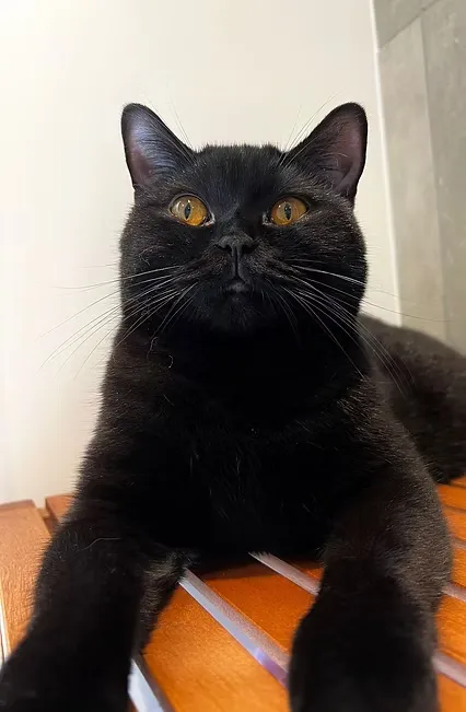 House Of Ra NW24 Supreme Champion Amandine