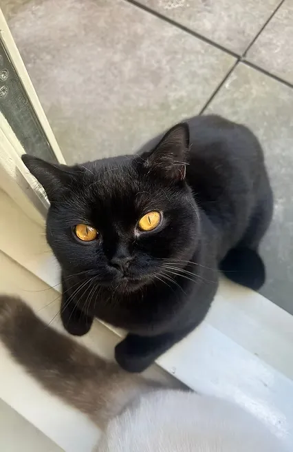 Supreme Champion Amandio House Of Ra