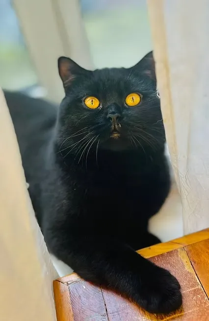 Supreme Champion Amandio House Of Ra