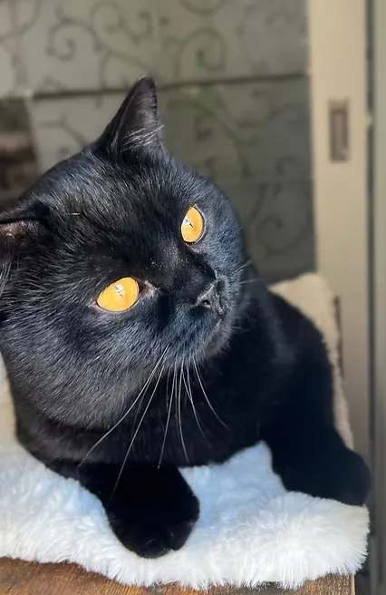 Supreme Champion Amandio House Of Ra