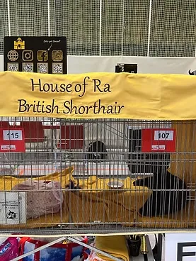Cat show
