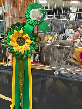 Cat show